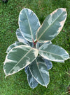 Ficus Elastica Variegata, organically grown plants for sale at TOMsFLOWer CLUB. 