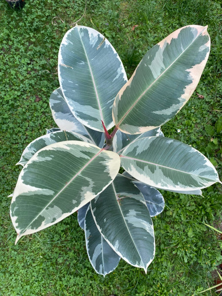 Ficus Elastica Variegata, organically grown plants for sale at TOMsFLOWer CLUB. 