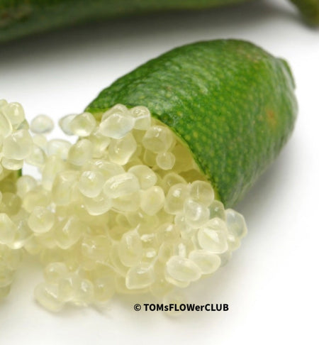 MicroCitrus Australasica, Caviar Lime, Kaviar Limette, Citrusbaum, Limette, organically grown tropical plants for sale at TOMsFLOWer CLUB.