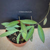 Hoya anncajanoae, organically grown tropical hoya plants for sale at TOMsFLOWer CLUB.