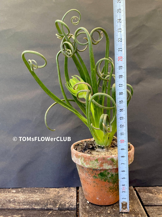 Albuca Spiralis Frizzle Sizzle, organically grown plants by TOMsFLOWer CLUB
