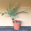 Aloe Plicatilis, organically grown succulent plants for sale at TOMs FLOWer CLUB.