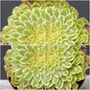Sun loving succulent plant Aeonium Emerald Ice Albo Variegata by TOMs FLOWer CLUB