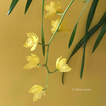 Yellow green colour blocking photo of yellow flowering Cymbidium orchid as ART PAPER PRINT by © Tomas Rodak, TOMs FLOWer CLUB, from 10x10cm up to 50x50cm available for unlimited sale. 