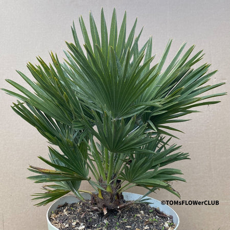 Chamaerops Humilis Vulcano, dwarf palm tree, Zwergpalme, organically grown tropical plants for sale at TOMsFLOWer CLUB