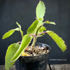 Kalanchoe prolifera, organically grown Madagaskar succulent plants for sale at TOMsFLOWer CLUB.