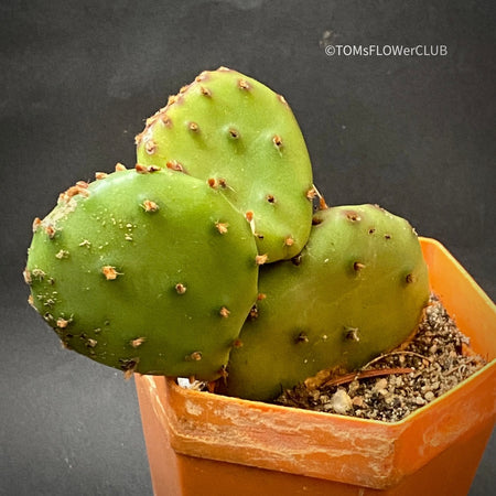 Winter hardy opuntia humifusa, organically grown succulent plants for sale at TOMsFLOWer CLUB.