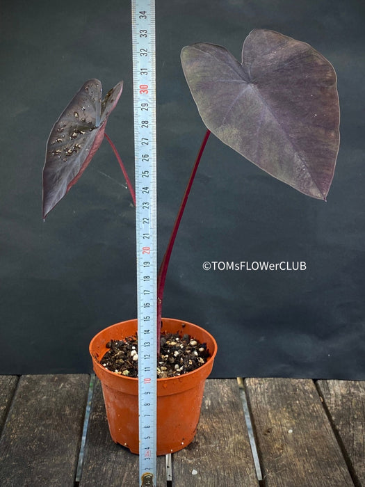 Colocasia Esculenta Black Magic, organically grown tropical plants for sale at TOMsFLOWer CLUB.