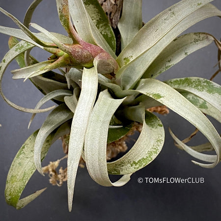 Tillandsia Capitata Yellow Star on drift wood, organically grown air plants for sale at TOMs FLOWer CLUB.