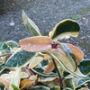 Hoya Carnosa Cv. Krimson Princess 10-15cm CUTTING, organically grown tropical plants for sale at TOMsFLOWer CLUB.