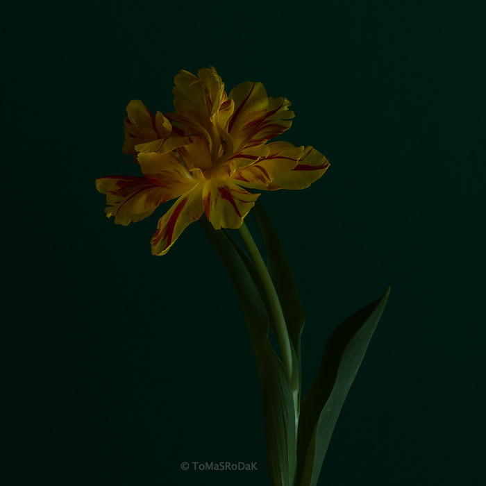 Yellow Tulip as ART PAPER PRINT by © Tomas Rodak, TOMs FLOWer CLUB, from 10x10cm up to 50x50cm available for unlimited sale.