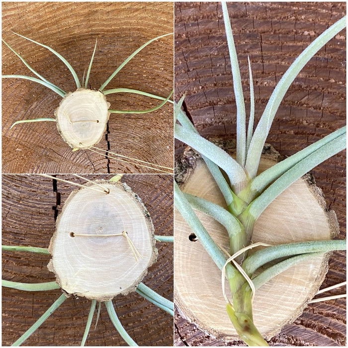 Tillandsia caliginosa, organically grown air plants for sale at TOMs FLOWer CLUB.