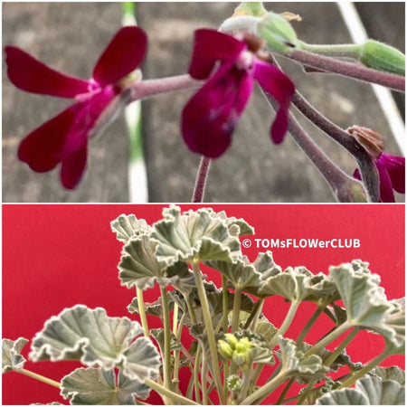 Pelargonium sidoides, organically grown tropical plants for sale at TOMs FLOWer CLUB., Umckaloabo, Heilkraut, Heilkräuter, Südafrikanische Kapland-Pelargonie