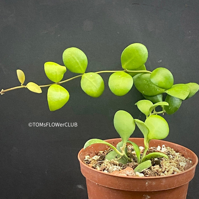 Hoya heuschkeliana yellow, organically grown tropical hoya plants for sale at TOMsFLOWer CLUB.