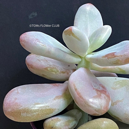 Pachyphytum Oviferum Momobijin, organically grown sun loving succulent plants for sale at TOMsFLOWer CLUB.