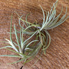 Tillandsia albertiana, organically grown air plants for sale at TOMs FLOWer CLUB.