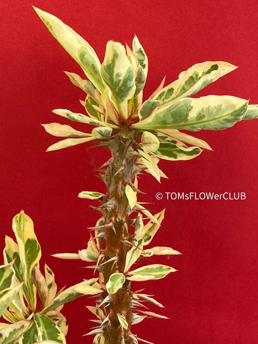 Euphorbia milii variegata, Crown of Thorns, organically grown succulent plants for sale at TOMsFLOWer CLUB.