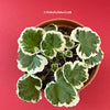 Pelargonium Zonale Albo Variegata Dwarf, Muskat, Geranium, organically grown plants for sale at TOMsFLOWer CLUB.