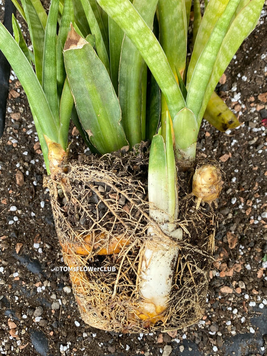 sansevieria javanica Sansevieria Javanica | organically grown succulent plants