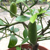 MicroCitrus Australasica, organically grown tropical plants for sale at TOMsFLOWer CLUB.