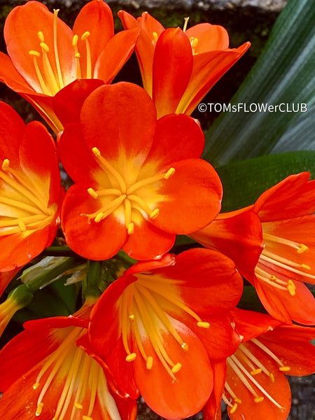 clivia miniata, orange flowering, Rimmenblatt, orange flower, orange lover, I love orange, TOMas FLOWer CLUB