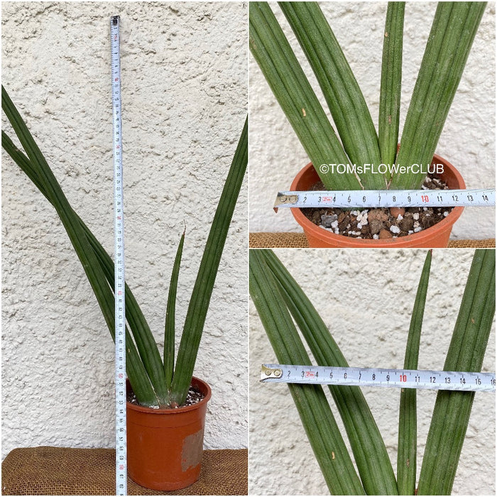 Sansevieria Suffruticosa, organically grown succulent plants for sale at TOMs FLOWer CLUB.