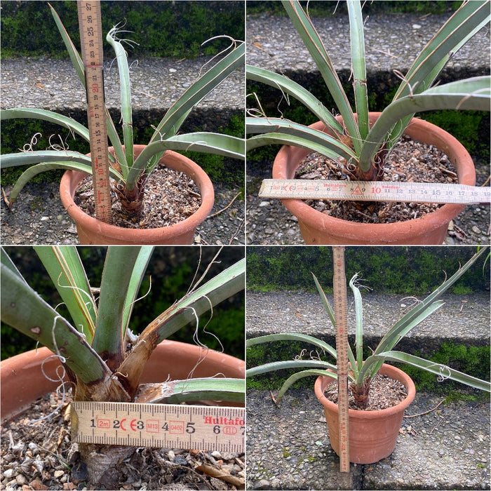 Yucca Baccata, organically grown succulent plants for sale at TOMsFLOWer CLUB.