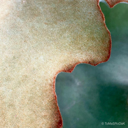 Kalanchoe beharensis, leaf scape art photo collection by TOMas Rodak for sale at TOMs FLOWer CLUB.