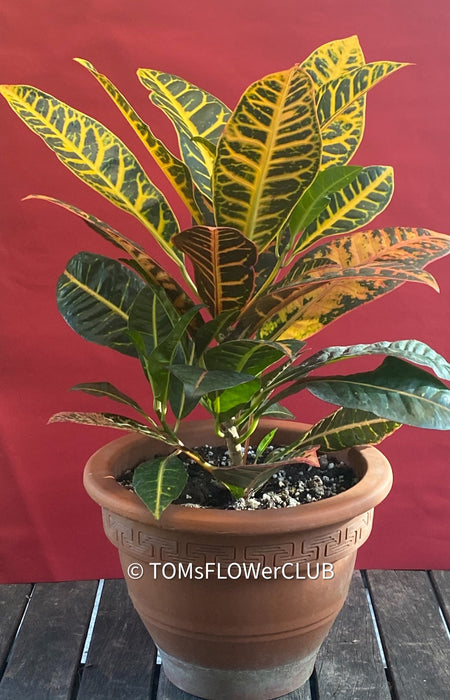 Codiaeum variegatum / Croton in Claypot, organically grown tropical plants for sale at TOMsFLOWer CLUB.