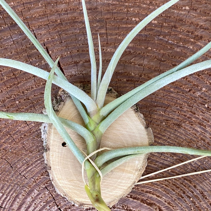 Tillandsia caliginosa, organically grown air plants for sale at TOMs FLOWer CLUB.