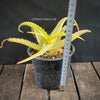 Aloe Arborescens Aurea Variegata, organically grown succulent plants for sale at TOMs FLOWer CLUB.