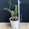 Dracaena White Bird, organically grown tropical plants for sale at TOMs FLOWer CLUB.