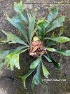 Platycerium bifurcatum / elkhorn fern, organically grown tropical plants for sale at TOMsFLOWer CLUB.