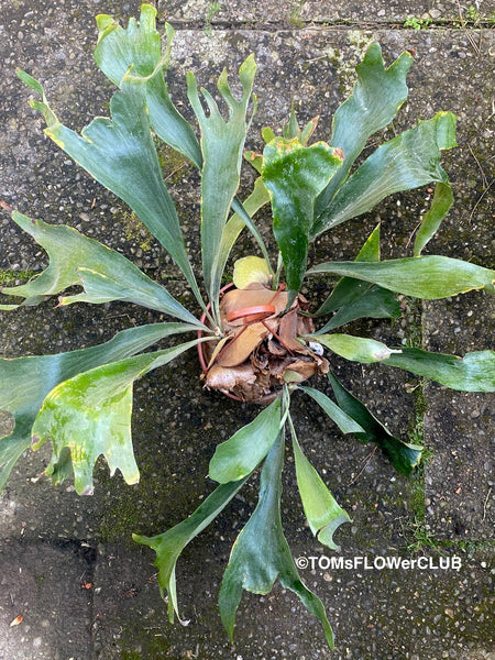 Platycerium bifurcatum / elkhorn fern, organically grown tropical plants for sale at TOMsFLOWer CLUB.