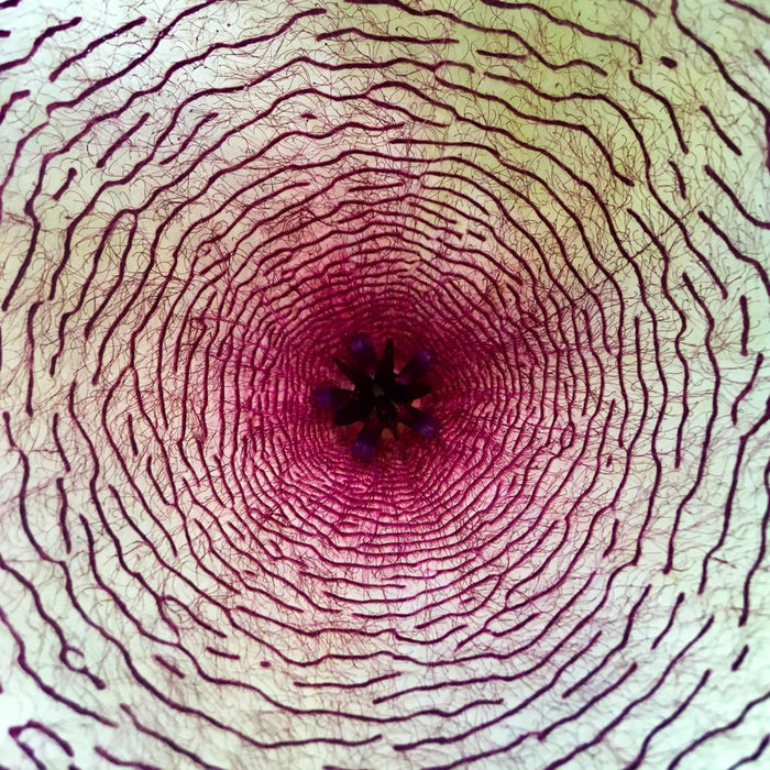 Flower detail of stapelia gigantea, organically grown succulent plants for sale at TOMsFLOWer CLUB.