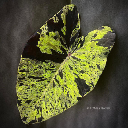 Leaf foliage of magic Colocasia Esculenta Mojito as ART PAPER PRINT by © Tomas Rodak, TOMs FLOWer CLUB, from 10x10cm up to 50x50cm available for unlimited sale. 
