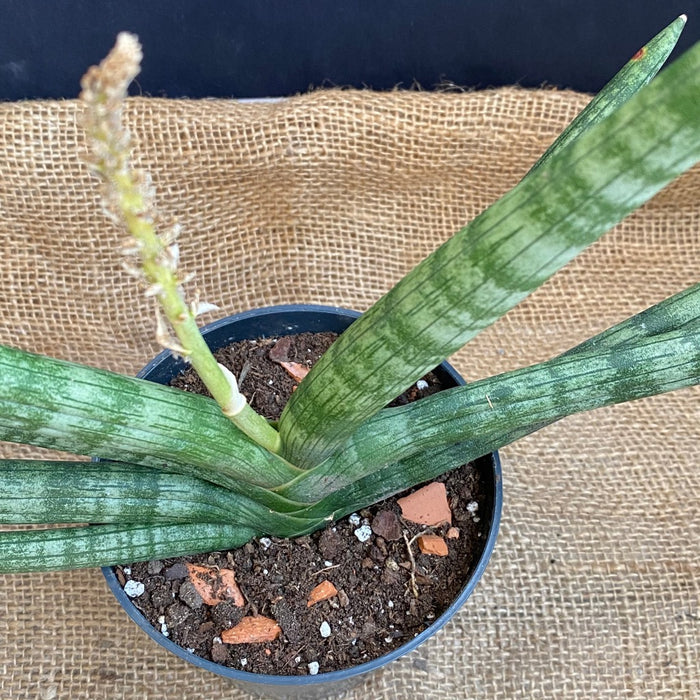 Flowering Sanservieria Cylindrica Patula Boncel, organically grown succulent plants for sale at TOMsFLOWer CLUB.