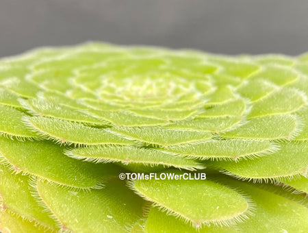 Sun loving succulent plant Aeonium Tabuliforme by TOMsFLOWer CLUB