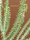 Ceraria namaquensis / Namaqua porkbush, organically grown sun loving South African succulent plants for sale at TOMsFLOWer CLUB.