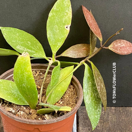 Hoya gracilis, organically grown tropical hoya plants for sale at TOMsFLOWer CLUB.