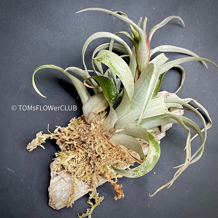 Tillandsia Capitata Yellow Star on drift wood, organically grown air plants for sale at TOMs FLOWer CLUB.