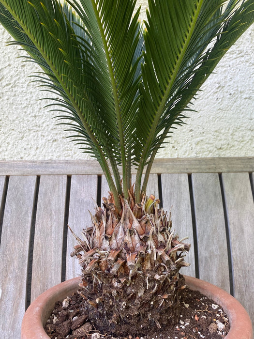 Cycas Revoluta Aurea / Golden Sago Palm, organically grown plants for sale at TOMsFLOWer CLUB.