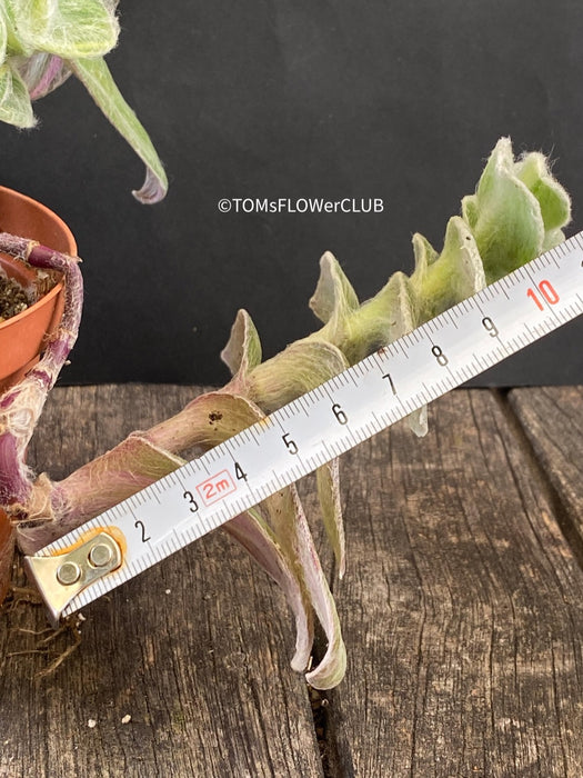 Tradescantia Sillamontana Aurea Variegata, organically grown tropical plants for sale at TOMsFLOWer CLUB.