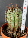 Euphorbia Horrida, organically grown succulent plants for sale at TOMsFLOWer CLUB.