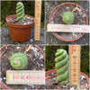 Eulychnia castanea spiralis, organically grown succulent plants for sale at TOMsFLOWer CLUB