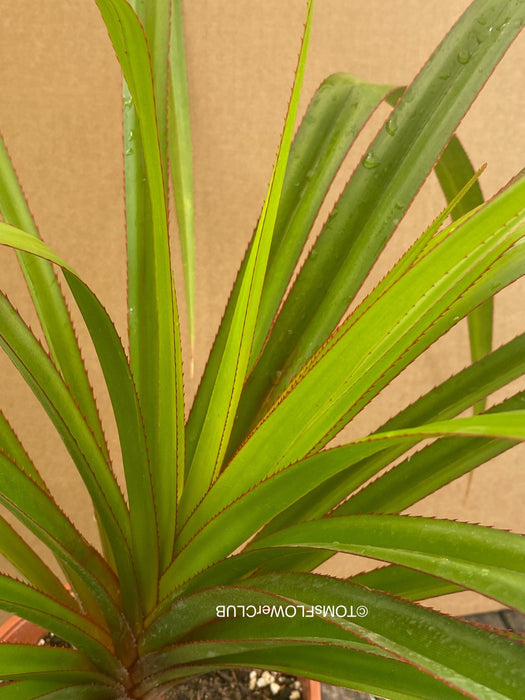 Pandanus utilis, red edge pandanus, Maskarenen-Schraubenbaum, organically grown tropical plants for sale at TOMsFLOWer CLUB.
