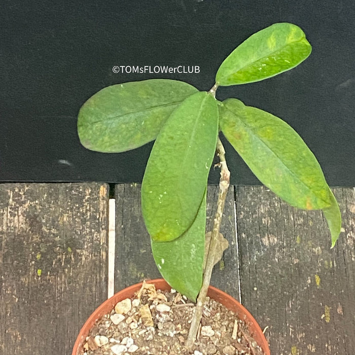 Hoya Graveolens, organically grown tropical hoya plants for sale at TOMsFLOWer CLUB.