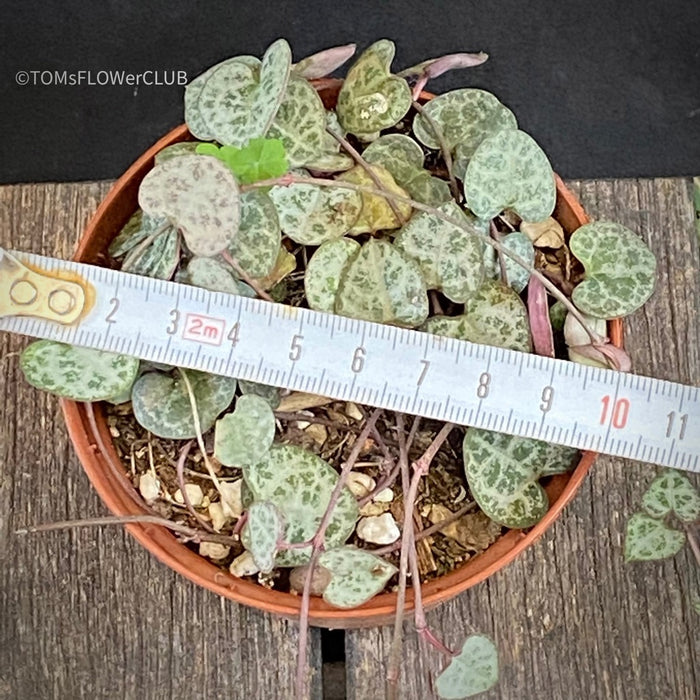 Ceropegia Woodii - String of Hearts, organically grown succulent plants for sale at TOMsFLOWer CLUB.