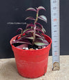 Tradescantia Zebrina Pumilla, organically grown tropical plants for sale at TOMsFLOWer CLUB.