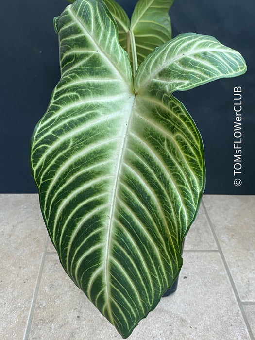 Caladium Lindenii / Xanthosoma Lindenii Magnifica organically grown tropical plants for sale at TOMsFLOWer CLUB.